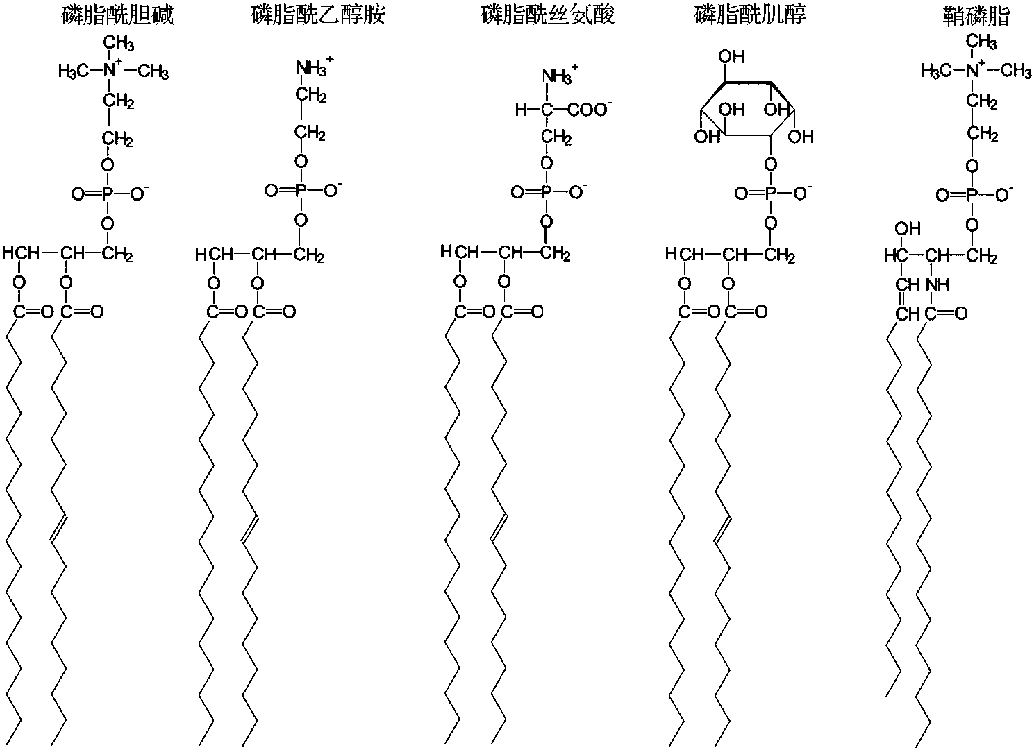 2.3 膜脂類結(jié)構(gòu)